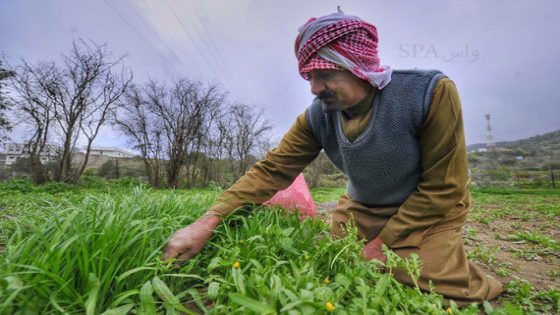 دواء بالمجان ولها فوائد لاتحصى عشبة سحرية تنمو من تلقاء نفسها في