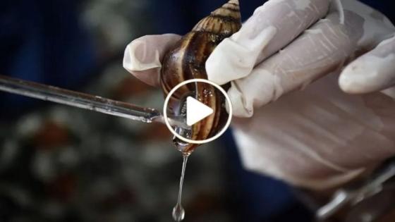 سوري يقوم باستخراج مادة من الحلزون ويحولها إلى تجارة ضخمة تجلب الذهب والثراء (فيديو)