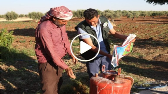 لأول مرة في الشمال السوري.. سوري ينجح بزراعة عشبة نادرة يجنها منها آلاف الدولارات (فيديو)