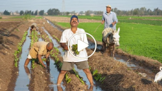 مزارع ينجح في زراعة عشبة نادرة يكسب منها مبالغ مالية هائلة (فيديو)