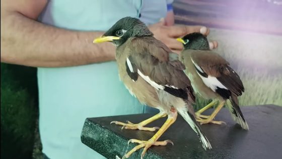 أخطر مما نتصور.. ظهور نوع نادر وخطير من الطيور في عدة مدن وخبير يشرح مدى خطورته (فيديو)