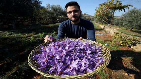 نبتة تعد كنز في تركيا و يباع الكيلو منها بـ 80 ألف ليرة تركية.. ويحتاج 150 ألف زهرة لقطف 1 كيلو غرام