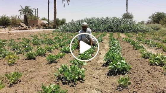 مزارع سوري ينجح بزراعة محصول غريب ويجني منه أرباح طائلة! (فيديو)