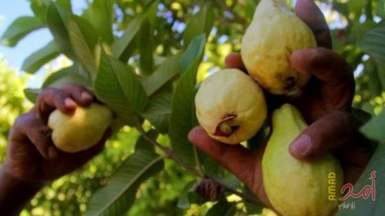 سيدة سورية تنجح بمشروع زراعة “الفاكهة الخارقة” بفناء منزلها وتكسب مبالغ مالية معتبرة شهرياً