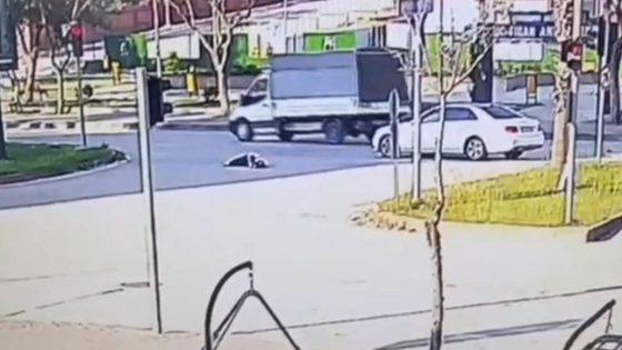 أثناء هروبها من الكلاب الضالة.. إمرأة تصدمها سيارة بطريقة مروعة في أضنة (فيديو)