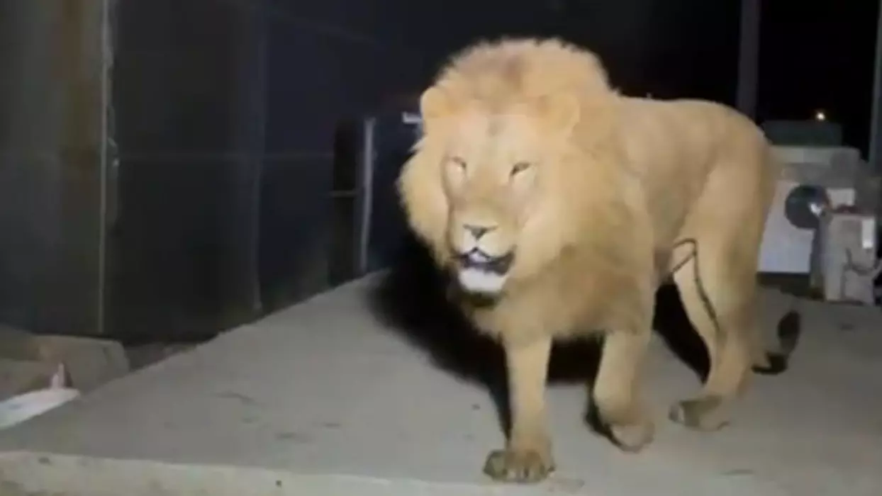 hayvan-parkindan-kacan-as-895