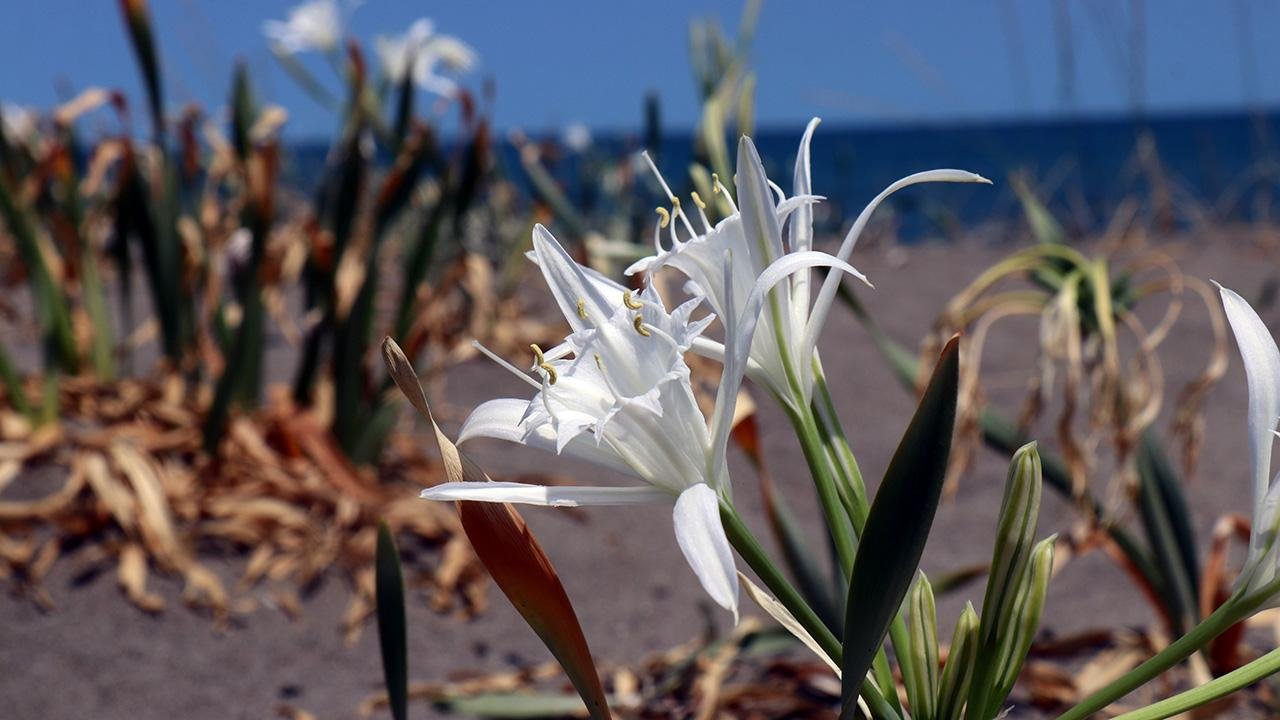 kum-zambagi-iha-2379702